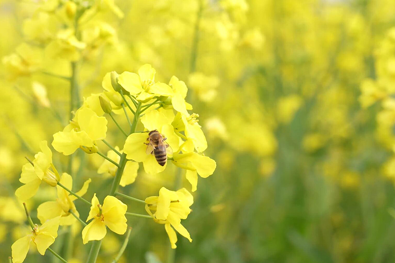 湖北荊州油菜蜂場(chǎng)溯源